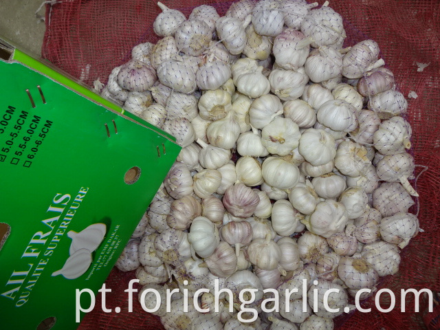 Crop 2019 New Normal Garlic